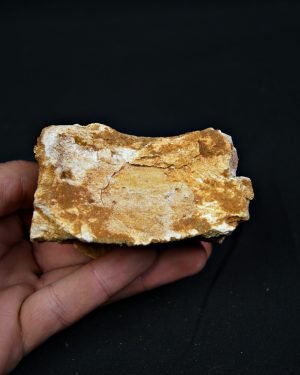 Vértebra fósil de Spinosaurus aegyptiacus