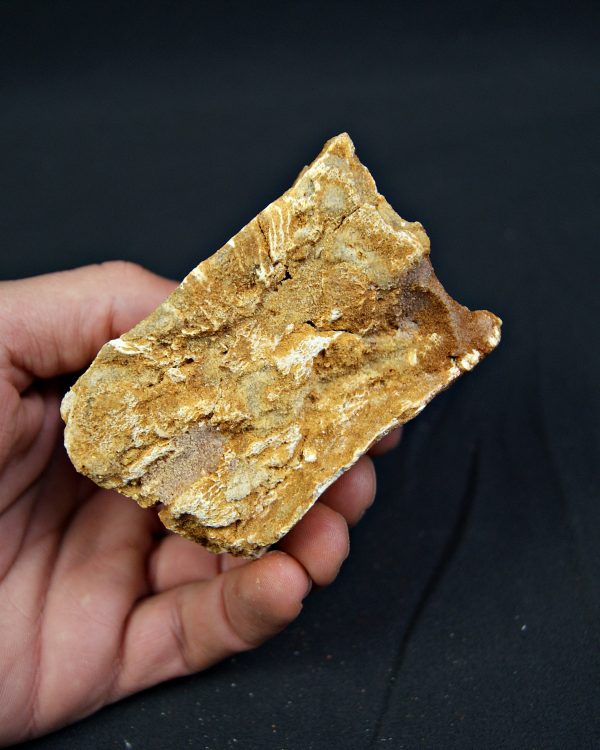 Vértebra fósil de Spinosaurus aegyptiacus