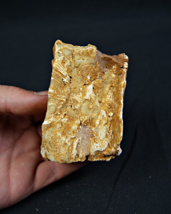 Vértebra fósil de Spinosaurus aegyptiacus