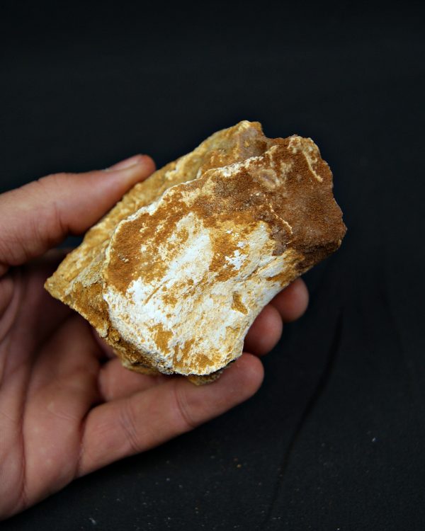 Vértebra fósil de Spinosaurus aegyptiacus