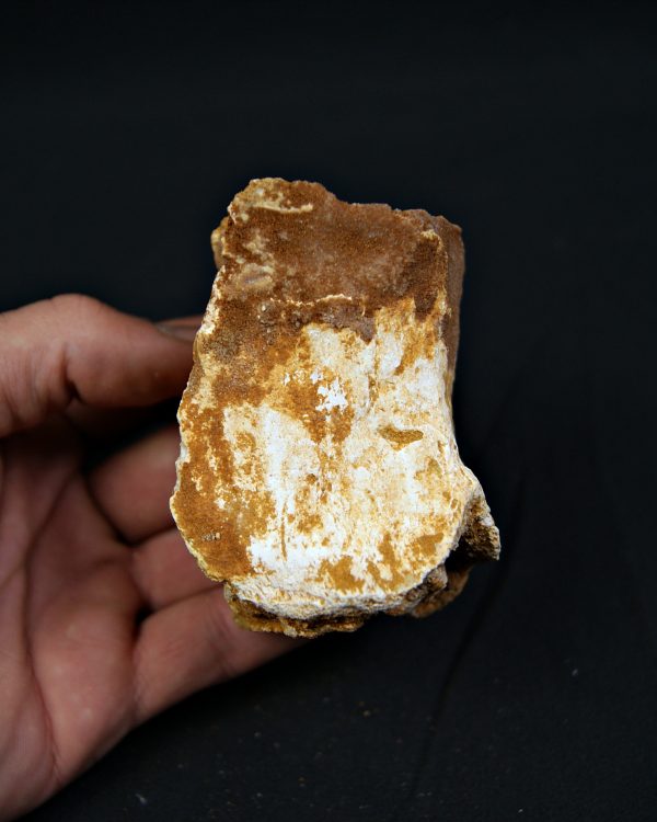 Vértebra fósil de Spinosaurus aegyptiacus