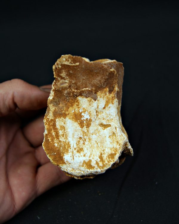 Vértebra fósil de Spinosaurus aegyptiacus