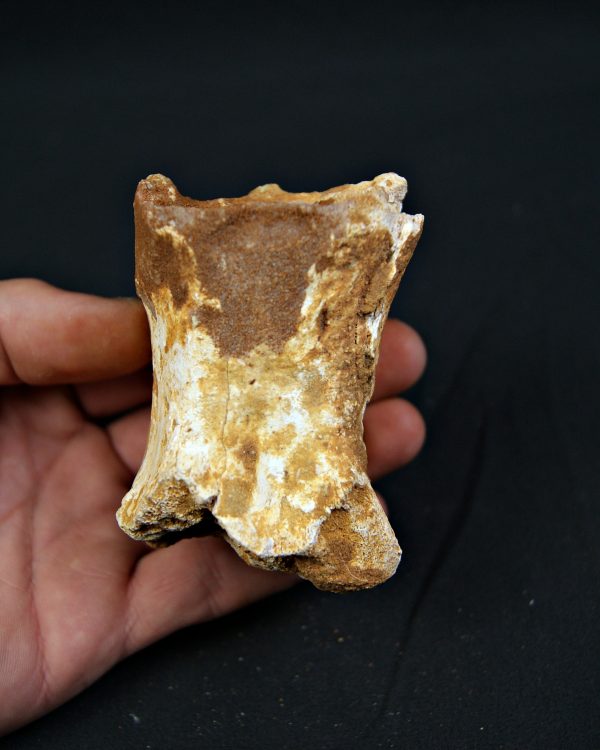 Vértebra fósil de Spinosaurus aegyptiacus