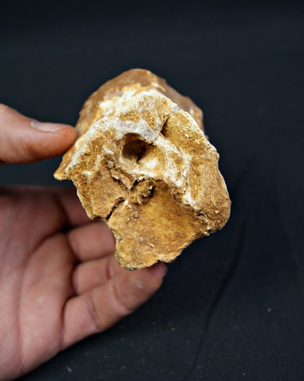 Vértebra fósil de Spinosaurus aegyptiacus