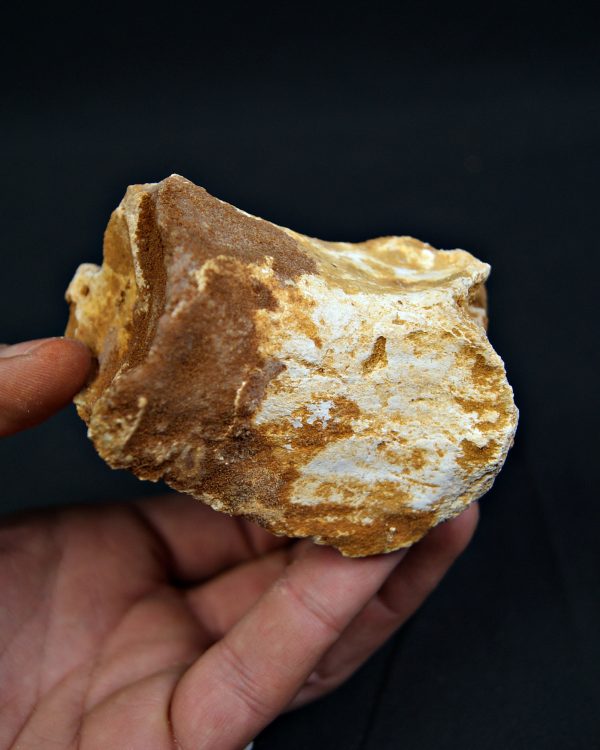 Vértebra fósil de Spinosaurus aegyptiacus