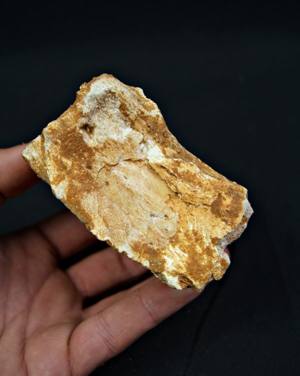 Vértebra fósil de Spinosaurus aegyptiacus