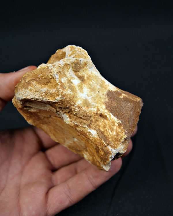 Vértebra fósil de Spinosaurus aegyptiacus