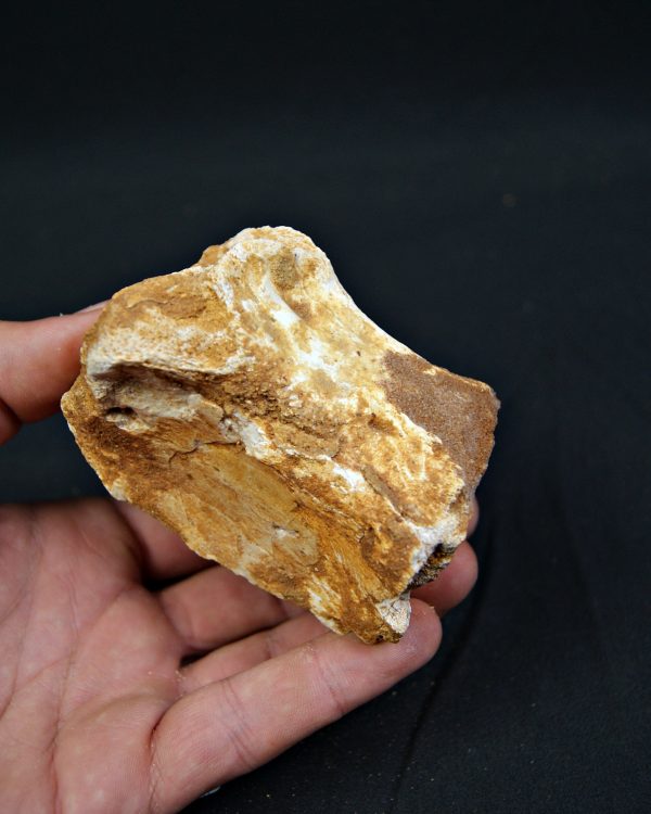 Vértebra fósil de Spinosaurus aegyptiacus