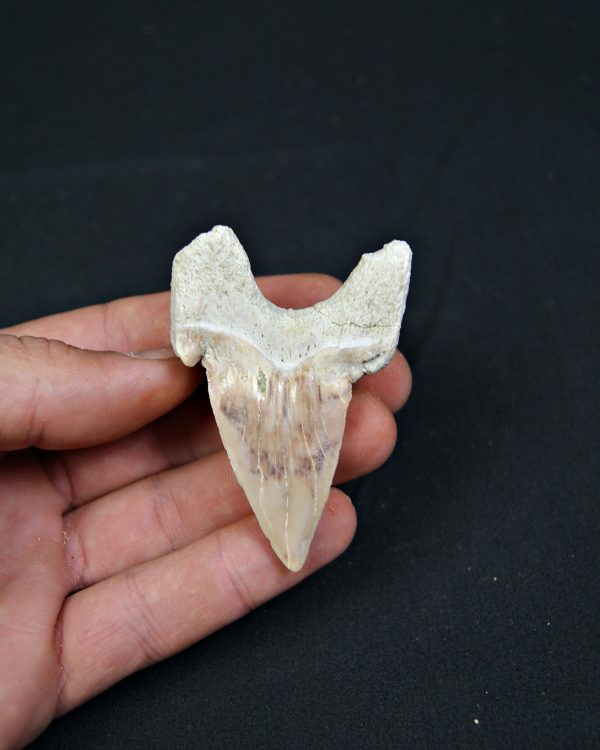 Diente fósil de Otodus obliquus