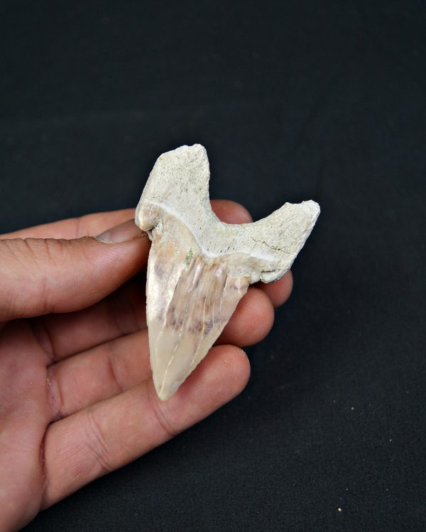 Diente fósil de Otodus obliquus