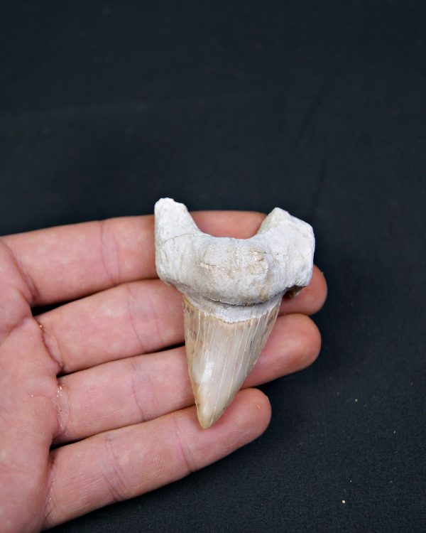 Diente fósil de Otodus obliquus