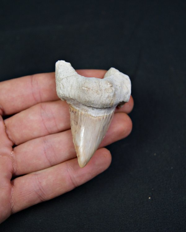 Diente fósil de Otodus obliquus