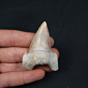 Diente fósil de Otodus obliquus