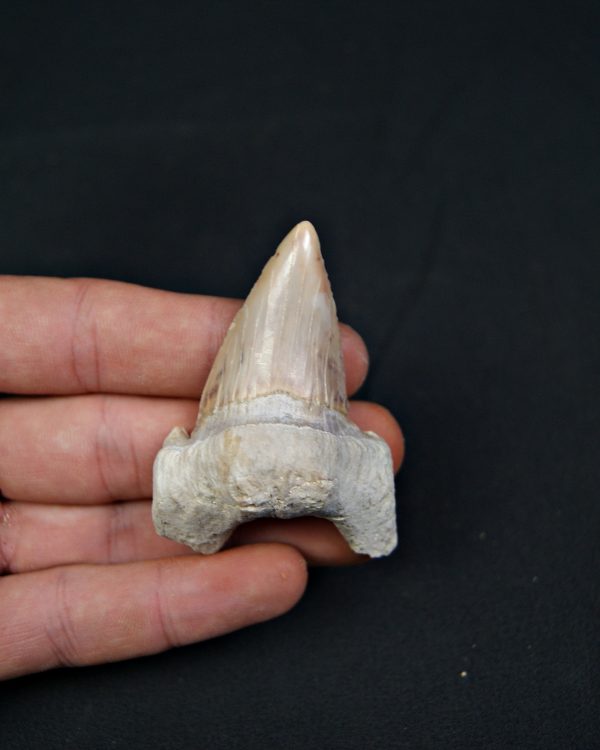 Diente fósil de Otodus obliquus