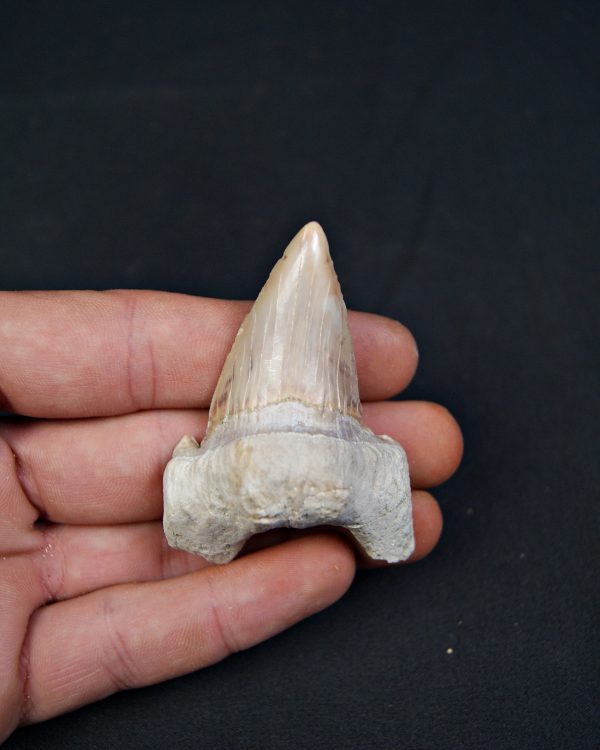 Diente fósil de Otodus obliquus