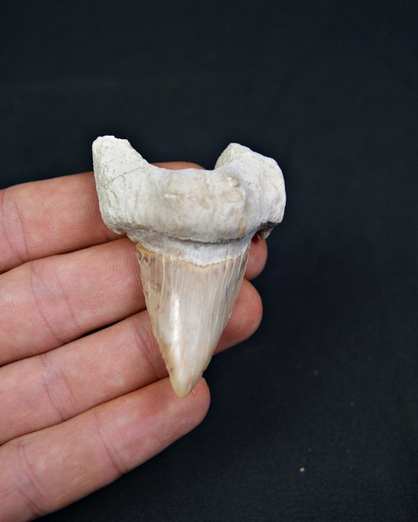 Diente fósil de Otodus obliquus