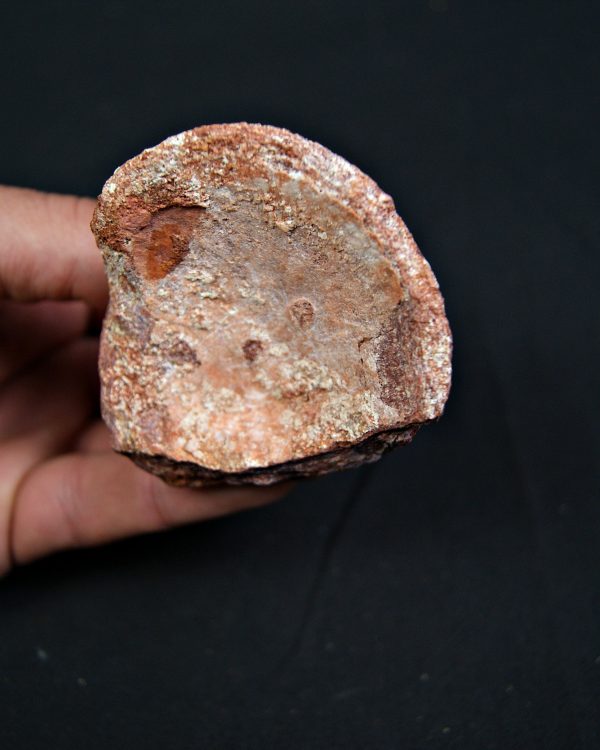 Vértebra parcial de Spinosaurus aegyptiacus