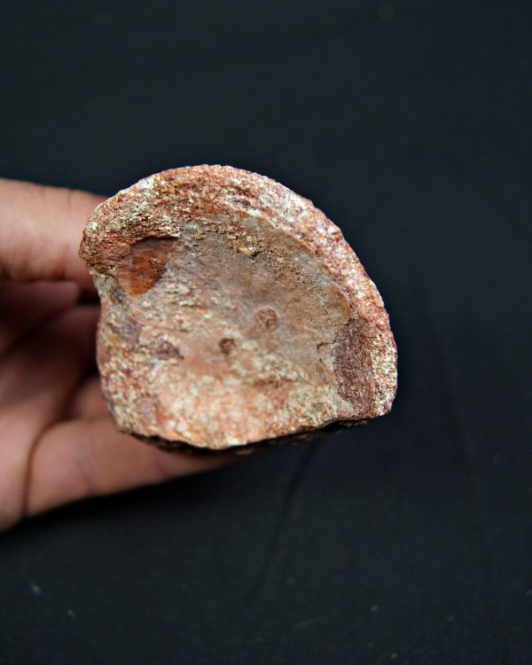 Vértebra parcial de Spinosaurus aegyptiacus