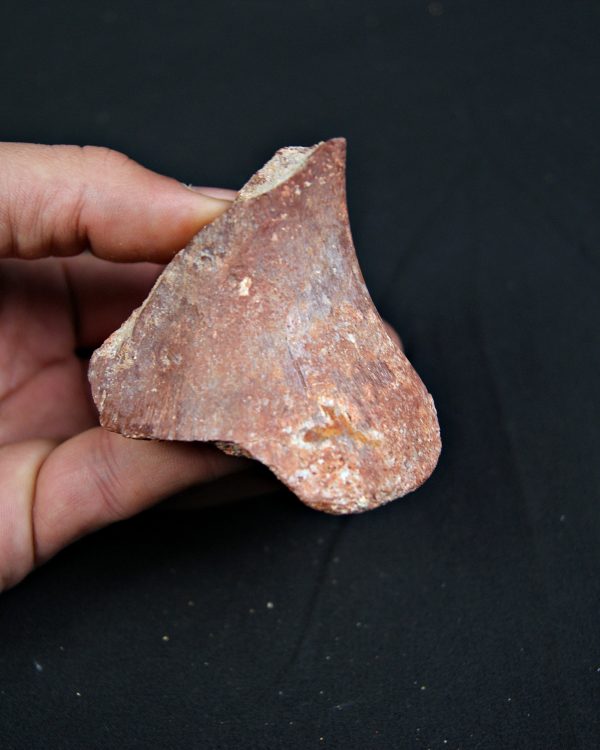 Vértebra parcial de Spinosaurus aegyptiacus