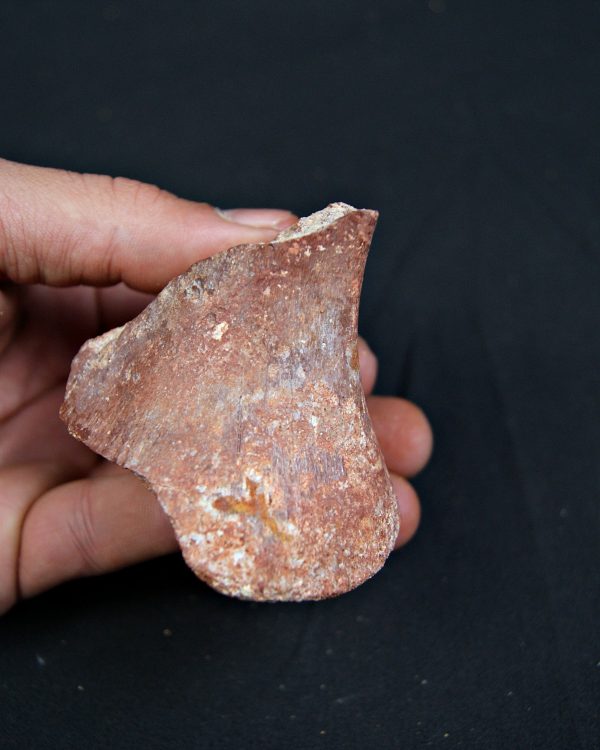 Vértebra parcial de Spinosaurus aegyptiacus