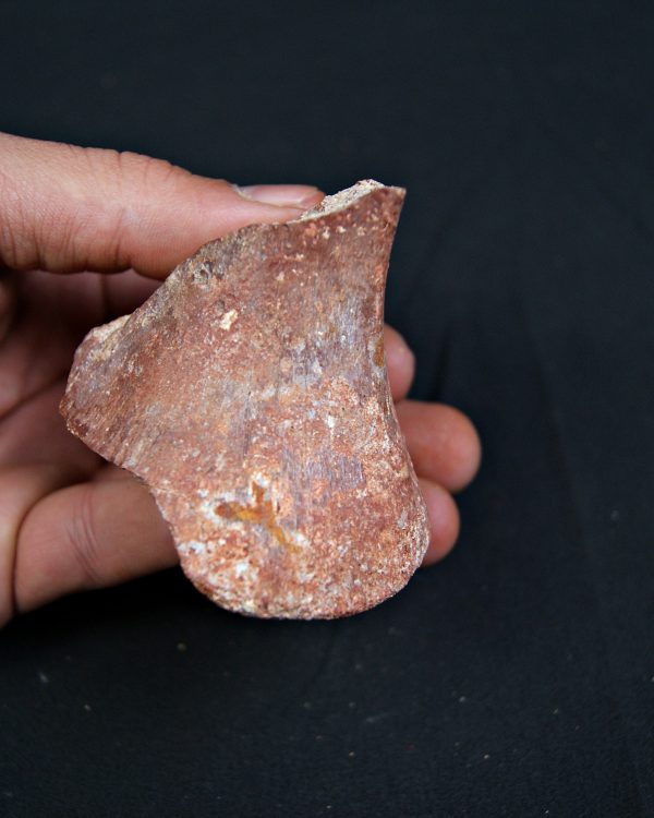 Vértebra parcial de Spinosaurus aegyptiacus