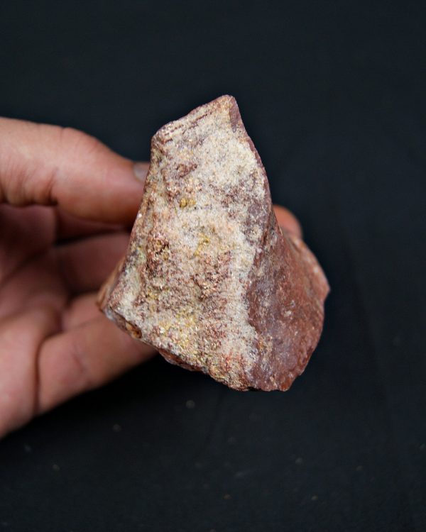 Vértebra parcial de Spinosaurus aegyptiacus