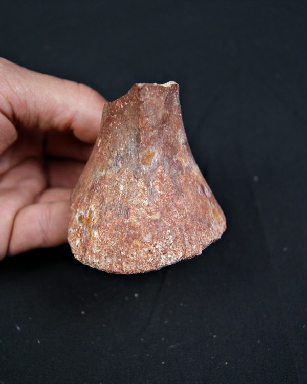 Vértebra parcial de Spinosaurus aegyptiacus