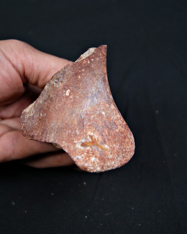 Vértebra parcial de Spinosaurus aegyptiacus