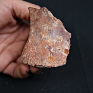 Vértebra parcial de Spinosaurus aegyptiacus