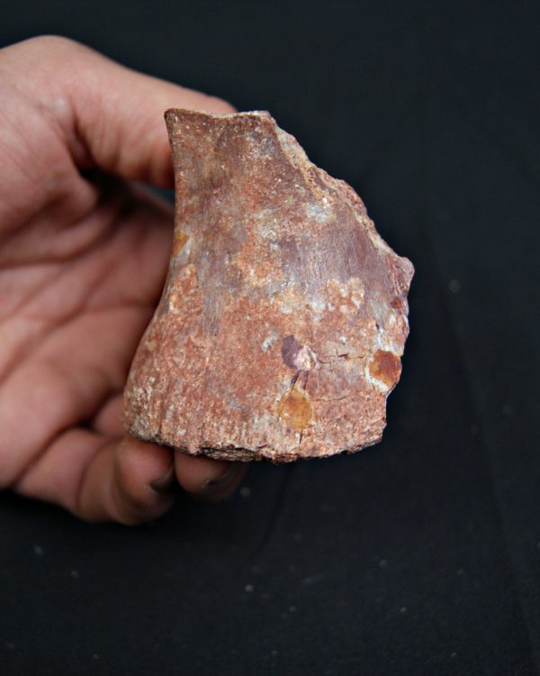 Vértebra parcial de Spinosaurus aegyptiacus