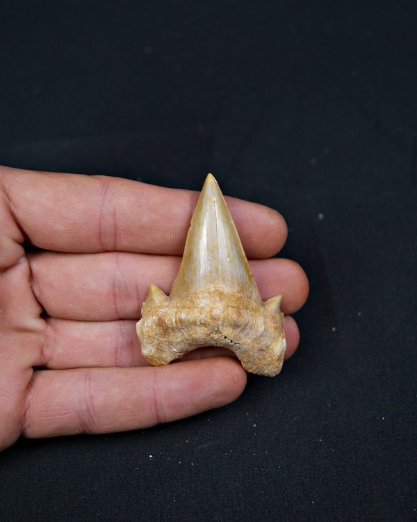 Diente fósil de Otodus obliquus