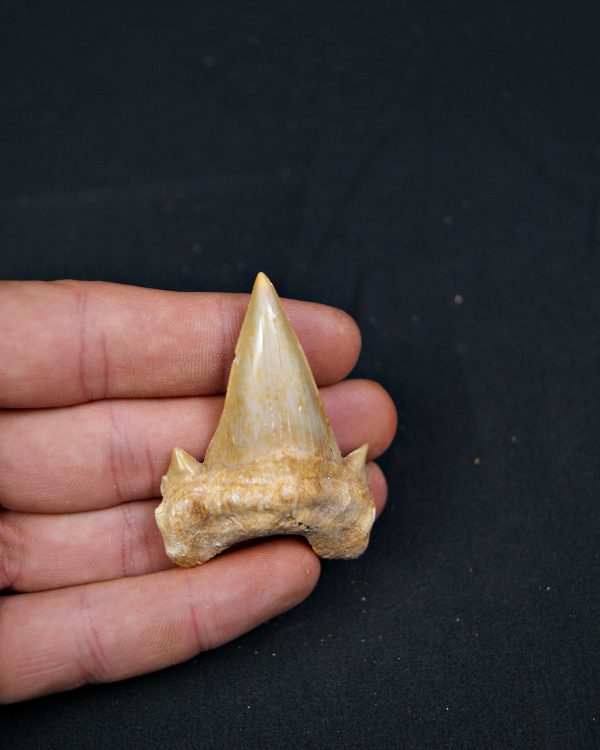 Diente fósil de Otodus obliquus