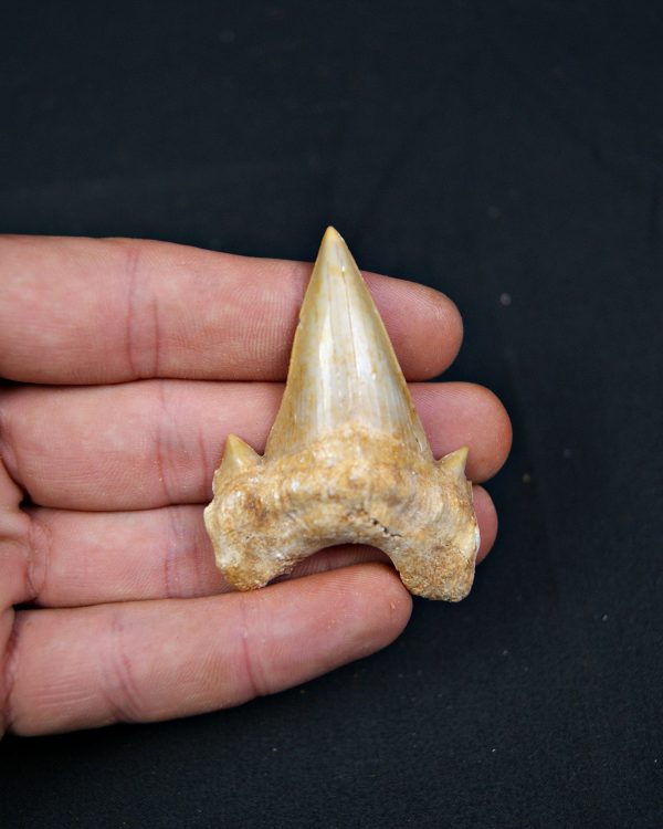 Diente fósil de Otodus obliquus