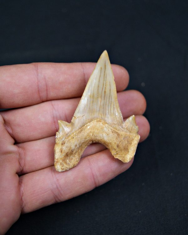 Diente fósil de Otodus obliquus