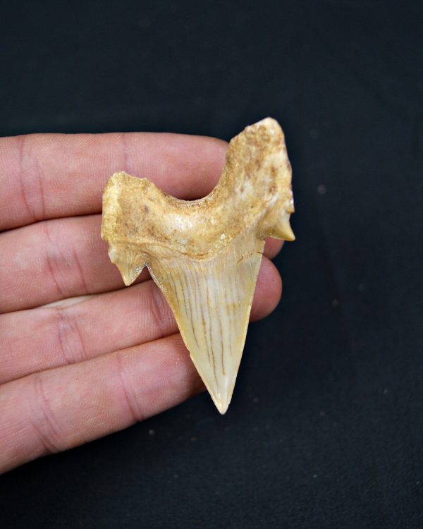 Diente fósil de Otodus obliquus