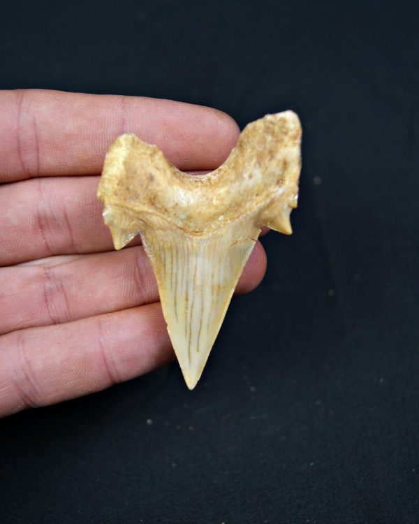 Diente fósil de Otodus obliquus