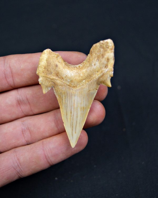 Diente fósil de Otodus obliquus