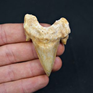 Diente fósil de Otodus obliquus