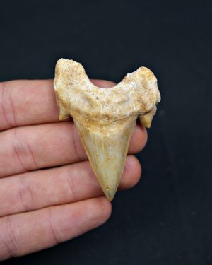 Diente fósil de Otodus obliquus