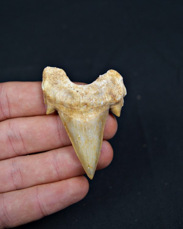 Diente fósil de Otodus obliquus