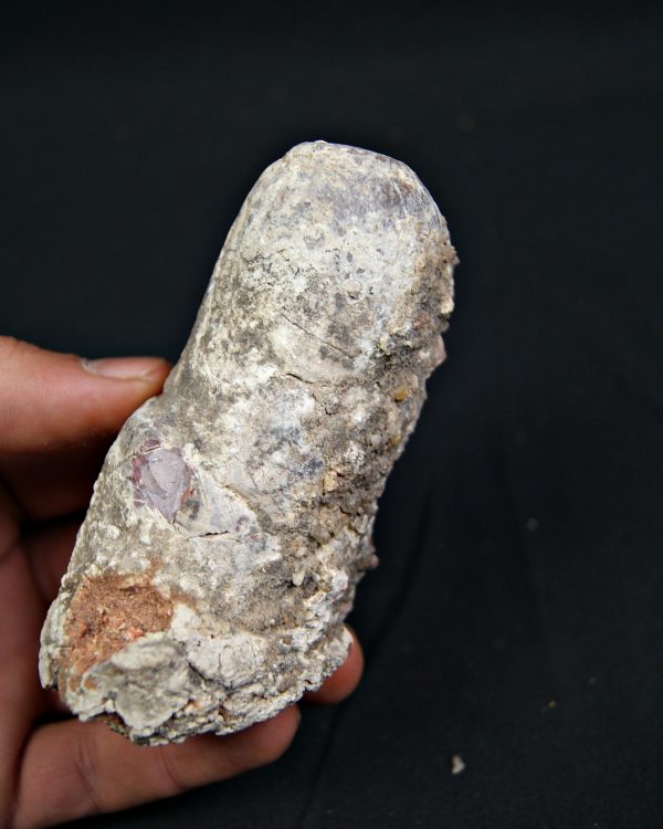 Coprolito fósil de gran tamaño