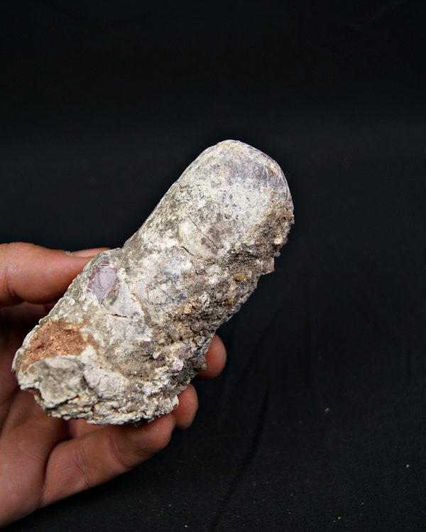 Coprolito fósil de gran tamaño