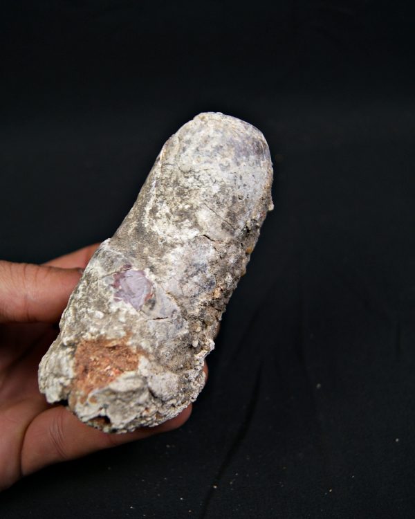 Coprolito fósil de gran tamaño