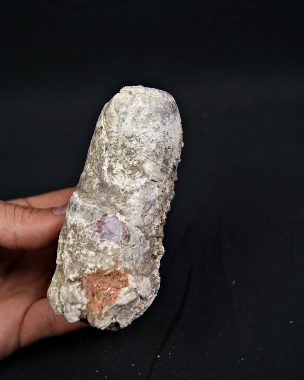 Coprolito fósil de gran tamaño