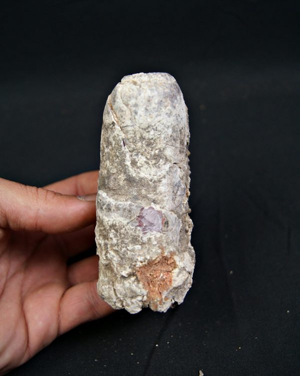 Coprolito fósil de gran tamaño