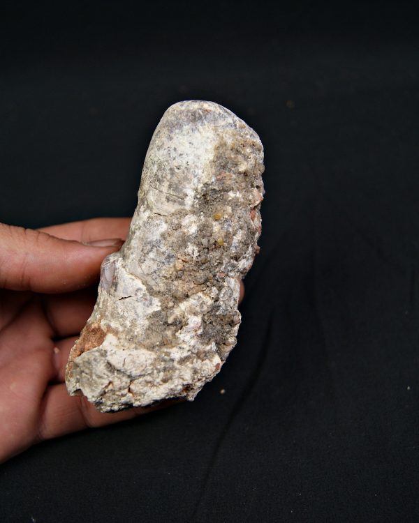 Coprolito fósil de gran tamaño