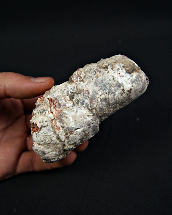 Coprolito fósil de gran tamaño