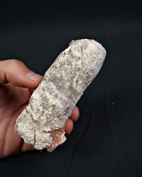 Coprolito fósil de gran tamaño