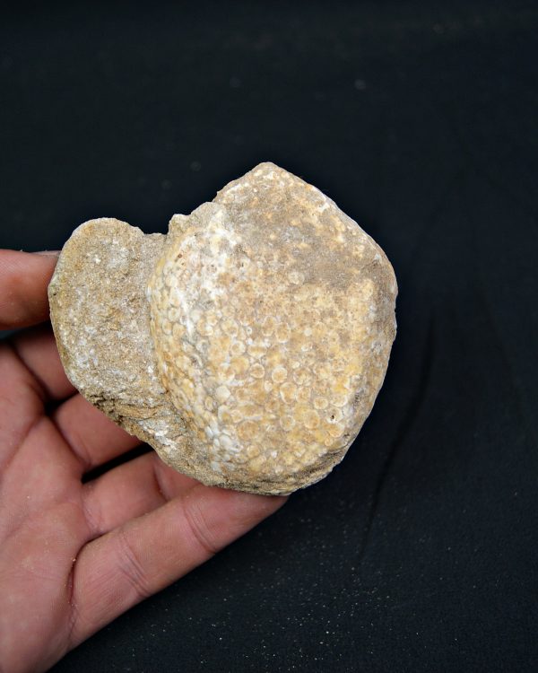 Mandíbula fósil de Eodiaphyodus granulosus