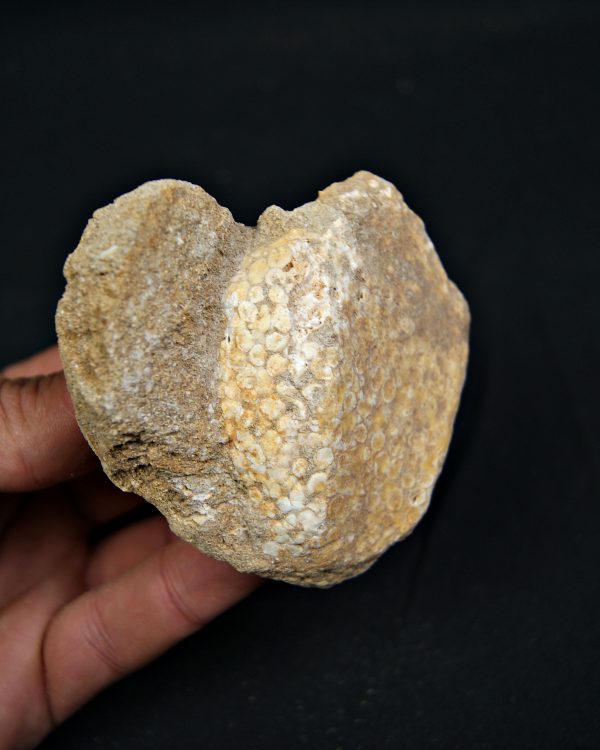 Mandíbula fósil de Eodiaphyodus granulosus